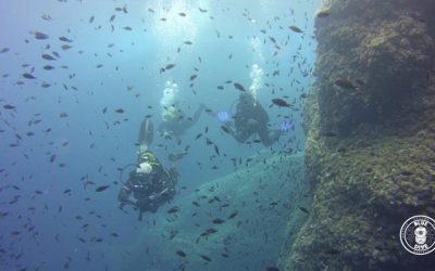 Explora la Vida Marina de Menorca y Descubre Más